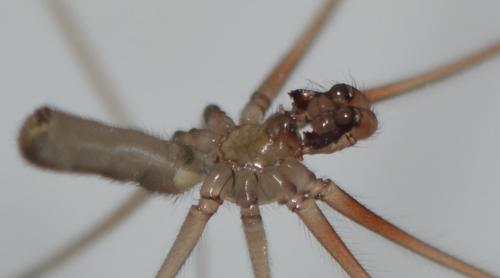 Réf. 308 092 : Pholcus phalangioides